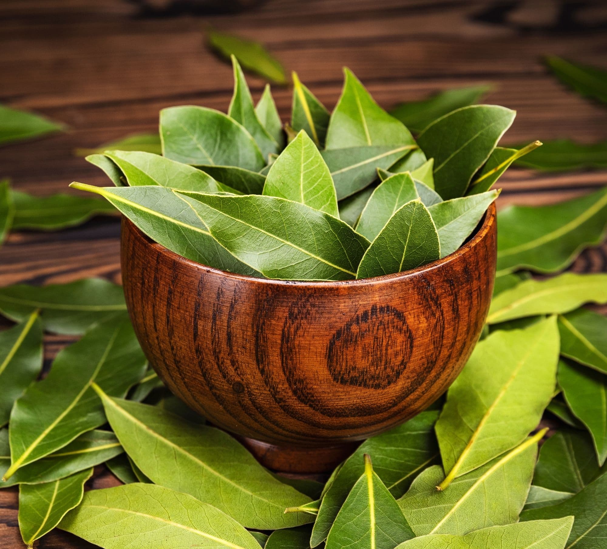 Turkish laurel leaves in a bowl